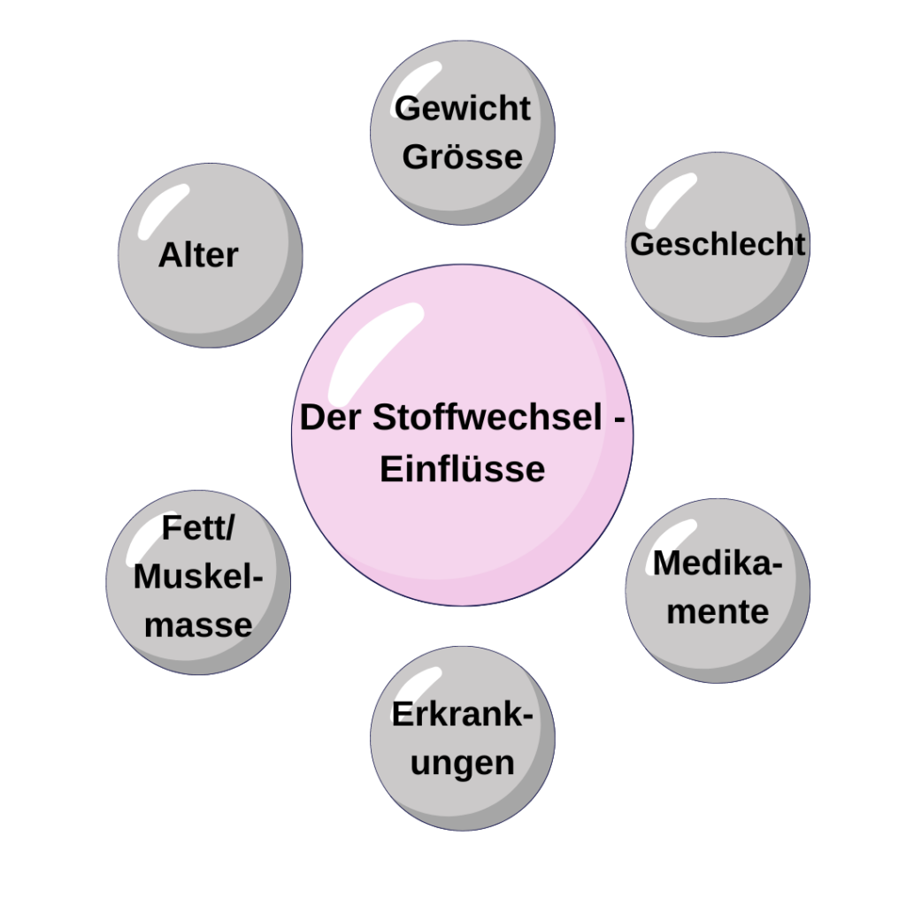 6 Einflussfaktoren für Stoffwechsel - Infografik mit 7 Kreisen